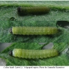 colias hyale larva1 volg11